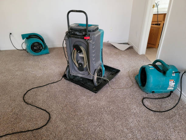 Best Mold removal after water damage  in Lantana, TX